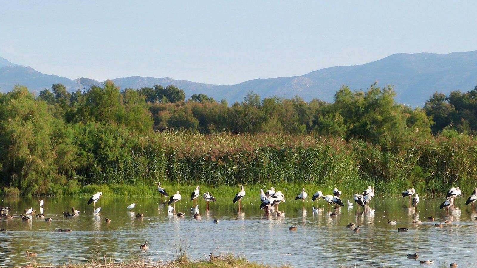 reserve-naturelle-aiguamolls